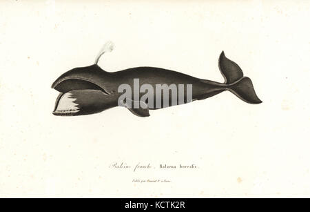 North Atlantic right whale, Eubalaena glacialis. Kritisch gefährdet. Papierkörbe Kupferstich von Rene Primevere der Lektion ergänzt de Buffon, Pourrat Freres, Paris, 1838. Stockfoto