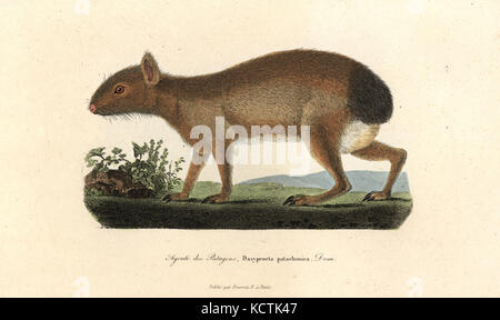 Patagonian Mara, Dolichotis patagonum. Papierkörbe Kupferstich von Rene Primevere der Lektion ergänzt de Buffon, Pourrat Freres, Paris, 1838. Stockfoto