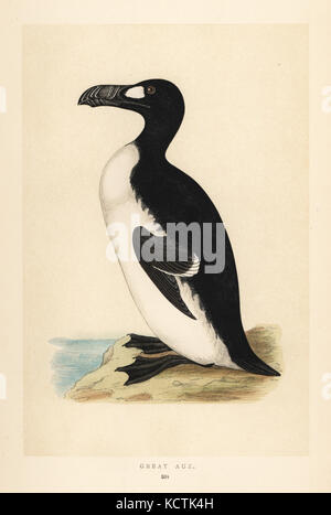 Riesenalk, Pinguinus impennis. Ausgestorben. Papierkörbe Holzschnitt Kupferstich von Benjamin Fawcett von Francis Orpen Morris "natürliche Geschichte der britischen Vögel, London, 1850. Stockfoto