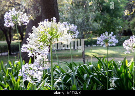 Sonnenlicht auf dem Agapanthus africanus im retiro Park. Madrid, Spanien Stockfoto