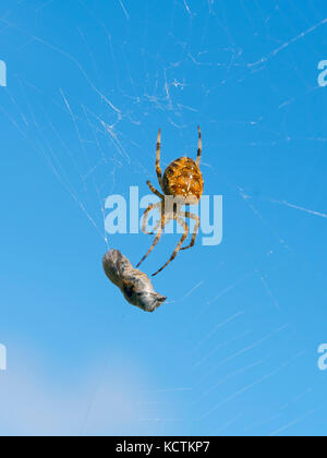 Vier-Punkt-Orb-Weberspinne Araneus quadratus mit Beute Stockfoto