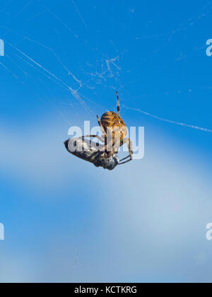 Vier-Punkt-Orb-Weberspinne Araneus quadratus mit Beute Stockfoto