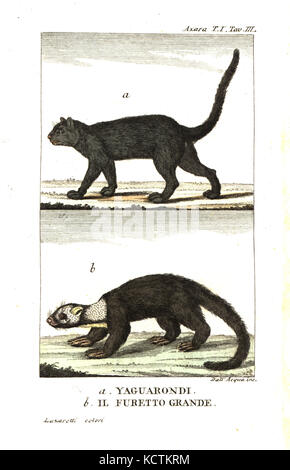 Wieselkatze, Puma yagouaroundi, und graue Tayra, Eira Barbara. Die von Felix de Azara Voyages dans l'Amerique Meridionale. Kupferstich von Dell'Acqua Papierkörbe durch Lazaretti von Giovanni Battista sonzogno's Raccolta de Viaggi Piu Interessanti, Mailand, 1815. Stockfoto