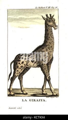 Männliche Giraffe, Giraffa Camelopardalis. Von Francois Le Vaillant's zweite Reise in das Innere von Afrika. Kupferstich von Dell'Acqua Papierkörbe durch Lazaretti von Giovanni Battista sonzogno's Sammlung der interessantesten Reisen (Raccolta de Viaggi Piu Interessanti), Mailand, 1815-1817. Stockfoto