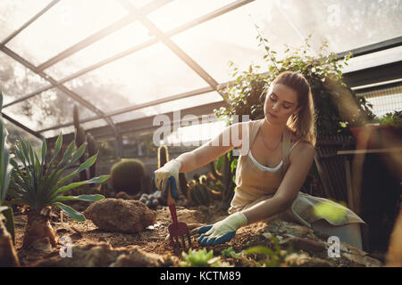 Frau im Garten arbeitet. Weibliche Arbeitnehmer im Garten arbeiten im Gewächshaus. Stockfoto