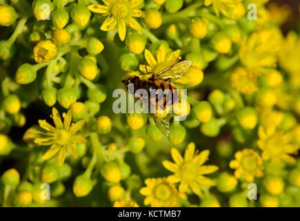 Biene auf die kleinen Blüten von AEONIUM Stockfoto