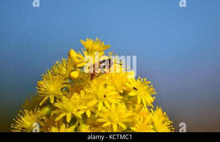 Kleine Wespe auf aeonium Blüten in intensiven Farben und blauer Hintergrund Stockfoto