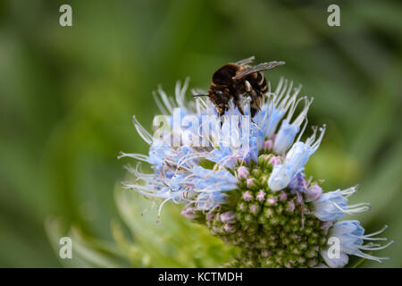 Gebänderte Bee Pollen sammeln auf blauer Natternkopf Blume Stockfoto