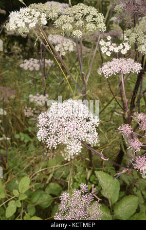 Wilde Engelwurz - Angelica sylvestris Stockfoto