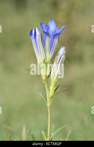 Marsh Enzian - gentiana pneumonanthe Stockfoto