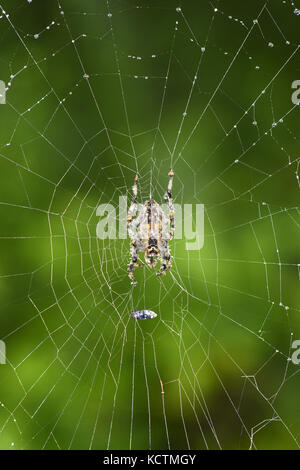 Garden Spider-Araneus diadematus Stockfoto