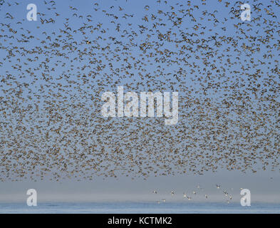 Knoten - Calidris Canutus - Herbst Herde im Flug über Brecon, Norfolk Stockfoto