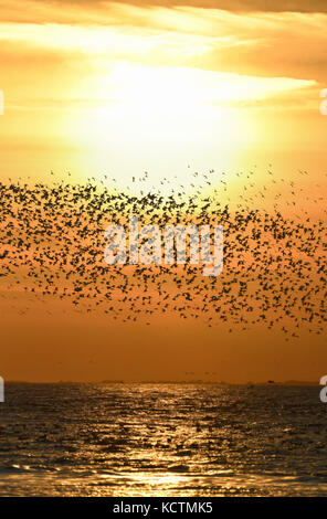 Knoten - Calidris Canutus - Herbst Herde im Flug über Brecon, Norfolk Stockfoto