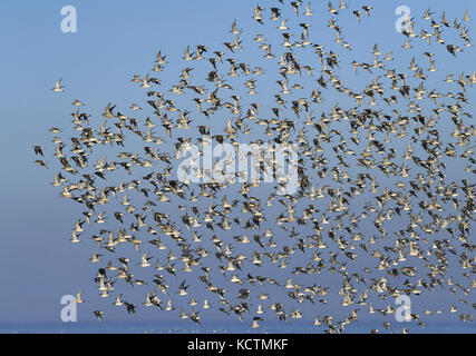 Knoten - Calidris Canutus - Herbst Herde im Flug über Brecon, Norfolk Stockfoto