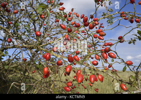 Hundsrose - Rosa canina Stockfoto