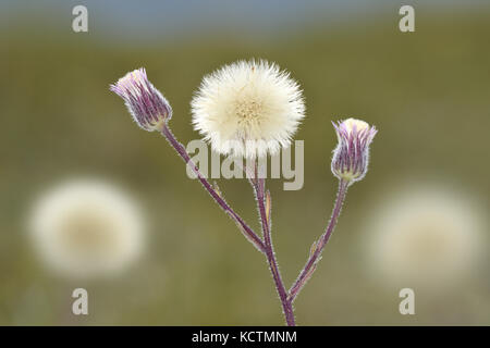 Blau berufskraut - erigeron Acer Stockfoto