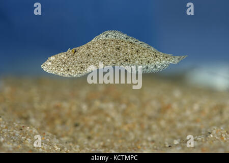 Sand Sohle - pegusa Lascaris Stockfoto