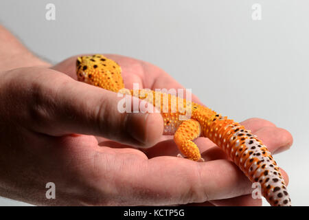 Ein Leopard Gecko (Eublepharis macularius) in einem Studio mit einem weißen Hintergrund gehalten wird. Stockfoto