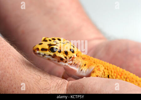 Ein Leopard Gecko (Eublepharis macularius) in einem Studio mit einem weißen Hintergrund gehalten wird. Stockfoto