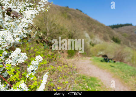 Kirschblüten mit Blick über einen Fußweg am Calmont bei Bremm an der Mosel Weinberge im Frühling, Deutschland mit selektiven Fokus. Stockfoto