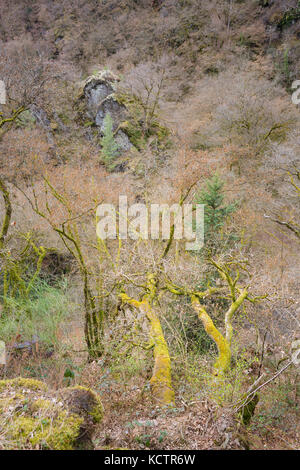 Felsen und Bäume die rauhe Landschaft in der Nähe von manderscheid in der Eifel. Stockfoto