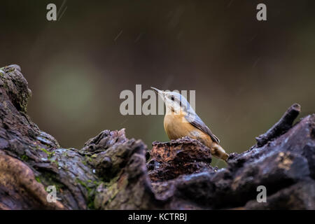 Europäischen Goldifnch (Carduelis carduelis) im Regen in England, Großbritannien Stockfoto