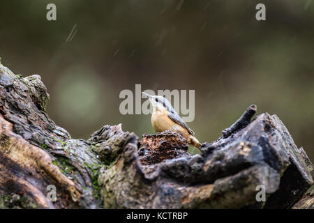 Europäischen Goldifnch (Carduelis carduelis) im Regen in England, Großbritannien Stockfoto