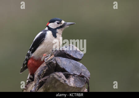 Buntspecht (Dendrocopos major) am Baum, der in England, Großbritannien Stockfoto