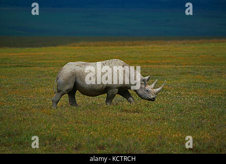 Afrika. Tansania. Tierwelt. Schwarze Nashorn. Stockfoto