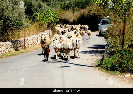 Eine Herde Schafe wend ihren Weg entlang einer Landstraße in der Nähe von See Kournas auf Kreta - eine weitere Gefahr für Touristen fahren auf ländlichen Kretas Straßen. Stockfoto