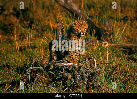 Afrika. Kenia. Masai Mara National Reserve. Tierwelt. Cheetah Cub. Stockfoto