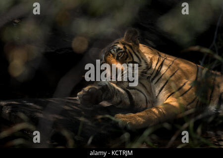 Tigerin Vorbereitung für die Siesta am Nachmittag Stockfoto