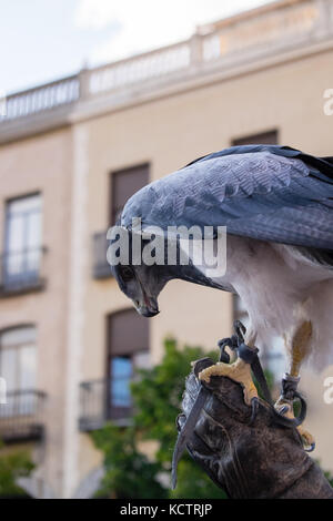 Anzeige ein Falke auf Handschuh von falconer in der Mitte und einer Stadt thront Stockfoto
