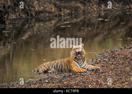 Tiger gähnen, Eckzähne bei Tadoba Stockfoto