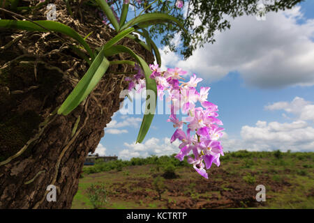 Foxtail orchid Stockfoto