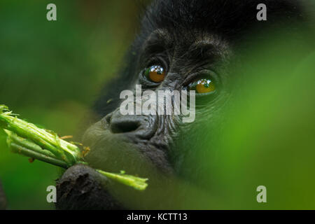 Baby Mountain Gorilla Fütterung auf zarten Eintragfäden Stockfoto