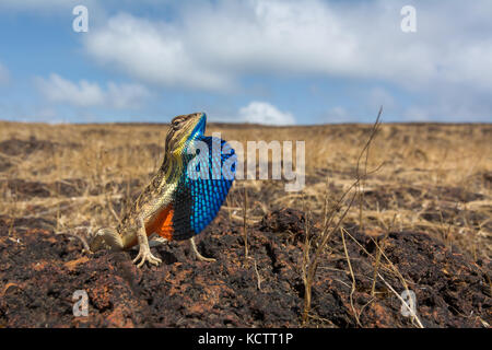 Ventilator-throated Eidechse Stockfoto