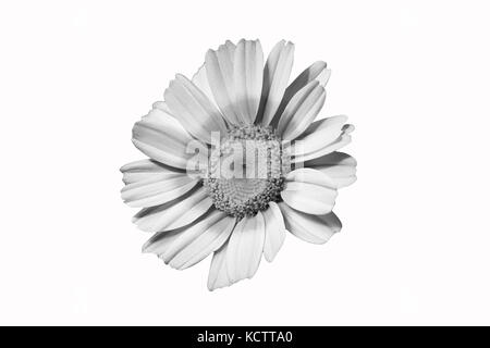 Kamille Blume überblicken Sonne auf weißem Hintergrund Stockfoto