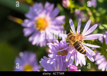 Der Honig Biene auf einer Blume (Aster amellus) und ernähren sich von Nektar. close-up mit selektiven Fokus. Stockfoto