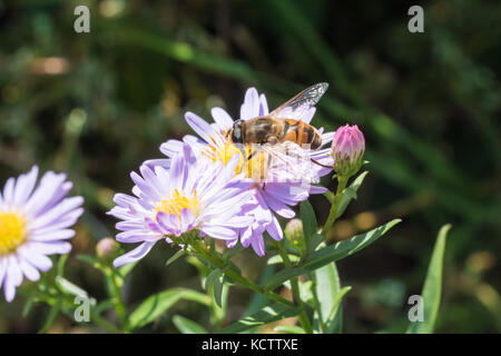 Die kleine Wespe sitzen auf einer Blume (Aster amellus) und ernähren sich von Nektar. close-up mit selektiven Fokus. Stockfoto