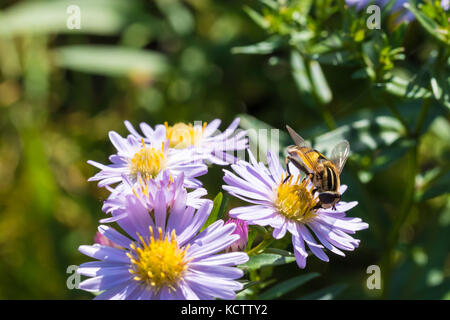 Der Honig Biene auf einer Blume (Aster amellus) und ernähren sich von Nektar. close-up mit selektiven Fokus. Stockfoto