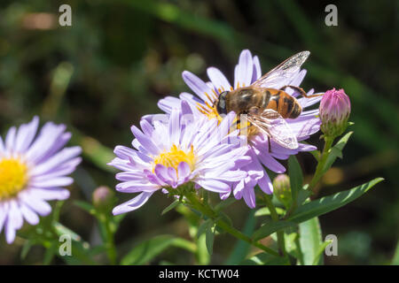 Die kleine Wespe sitzen auf einer Blume (Aster amellus) und ernähren sich von Nektar. close-up mit selektiven Fokus. Stockfoto