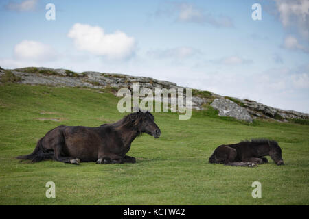 Braune Stute, Pony, Pferd und Kind Fohlen, die auf dem Gras vor einem Tor in Dartmoor National Park, Großbritannien Stockfoto