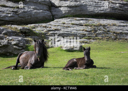 Braune Stute, Pony, Pferd und Kind Fohlen, die auf dem Gras vor einem Tor in Dartmoor National Park, Großbritannien Stockfoto