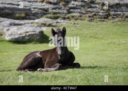 Braun Young Pony/Pferd Fohlen, die auf dem Gras vor einem Tor in Dartmoor National Park, Großbritannien Stockfoto