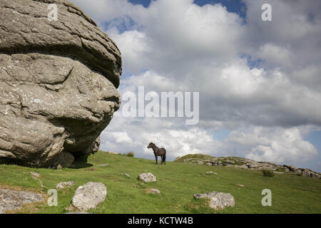 Wildes Pony steht durch ein Tor in darmoor National Park. Stockfoto