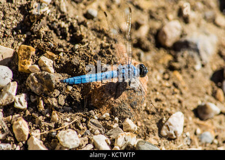 Eine blaue Libelle auf einem Rock Stockfoto