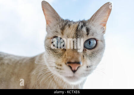 Cat Face, Nase und Augen closeup, Weichzeichner und flache Tiefenschärfe, Gegenlicht der blauen Himmel Stockfoto