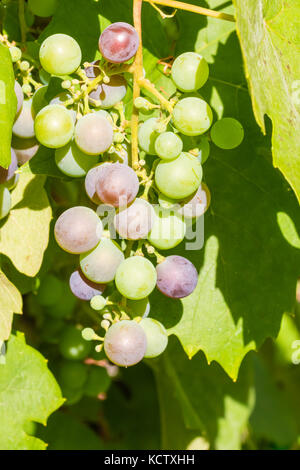 Bündel von unreifen roten Wein im Garten wächst. aus nächster Nähe erschossen. Stockfoto
