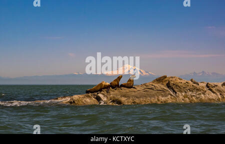 Vier jugendliche Steller Seelöwen mitgeführt und auf dem belle Kette Inselchen mit Mount Baker im sonnigen Hintergrund. Stockfoto